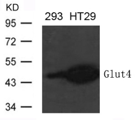 Glut4 Antibody