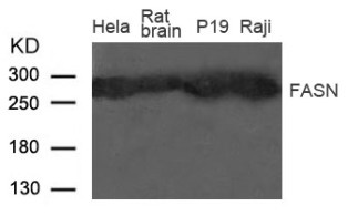 FASN Antibody