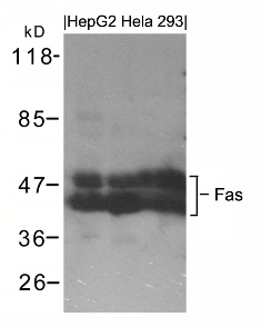 FAS Antibody