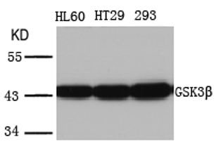 GSK3B Antibody