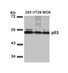 TP53 Antibody