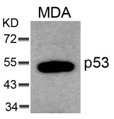 TP53 Antibody