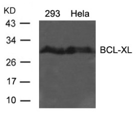BCL2L1 Antibody