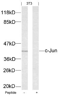 JUN Antibody