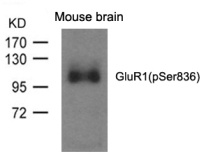 GRIA1 Antibody