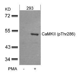 Camk2a Antibody