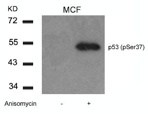 TP53 Antibody