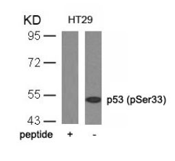 TP53 Antibody