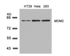 MDM2 Antibody