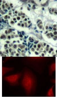 MDM2 Antibody