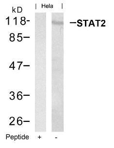 STAT2 Antibody