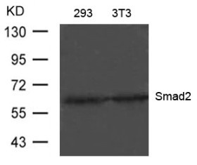 SMAD2 Antibody