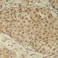 SMAD2 Antibody