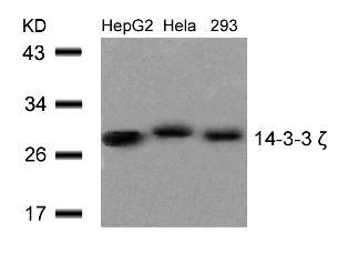 YWHAZ Antibody