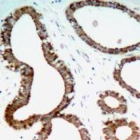 YWHAZ Antibody