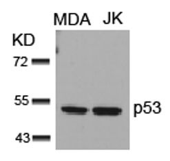 TP53 Antibody