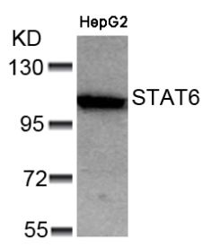 STAT6 Antibody