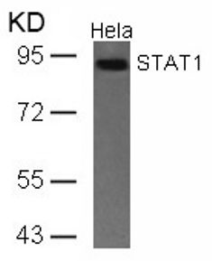 STAT1 (Ab 701) Antibody
