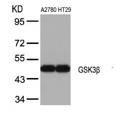 GSK3B Antibody