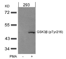GSK3B Antibody