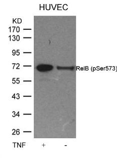 RELB Antibody