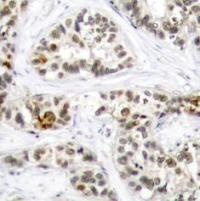 RELB Antibody