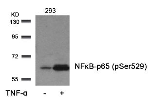 RELA Antibody
