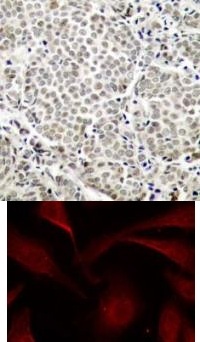 RELA Antibody
