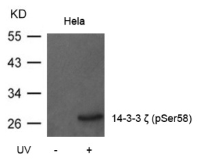 YWHAZ Antibody