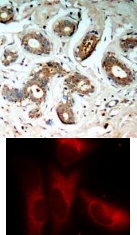 YWHAZ Antibody