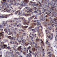 RELA Antibody