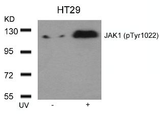 JAK1 Antibody