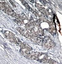TP53 Antibody