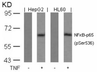 RELA Antibody