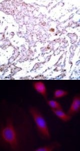 RELA Antibody