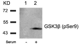 GSK3B Antibody