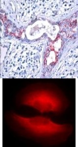 GSK3B Antibody