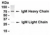 IgM IgY Antibody
