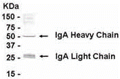 IgA IgY Antibody