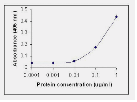 IL8 Antibody