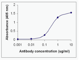 GSK3B Antibody