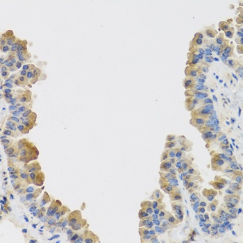 IL25 Antibody