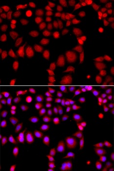 ARHGEF9 Antibody