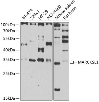 MARCKSL1 Antibody