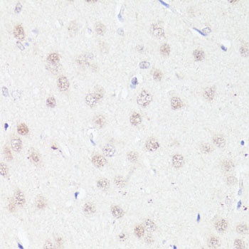 BCL9 Antibody