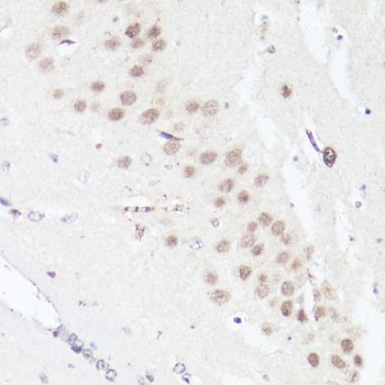 BCL9 Antibody
