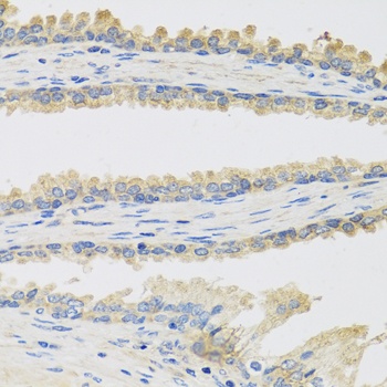 INSL3 Antibody