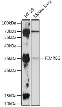 PIMREG Antibody
