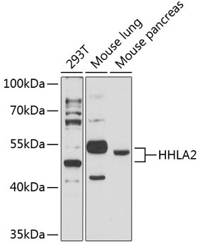 HHLA2 Antibody