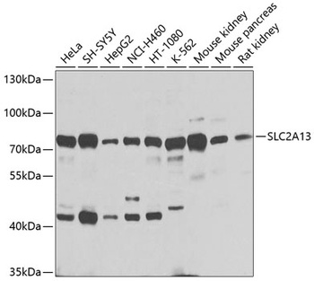 SLC2A13 Antibody